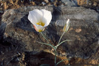 sego lily
